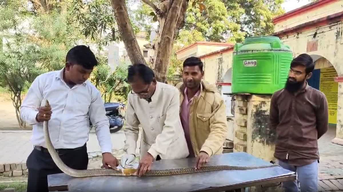 घायल सांप का युवक ने कराया इलाज