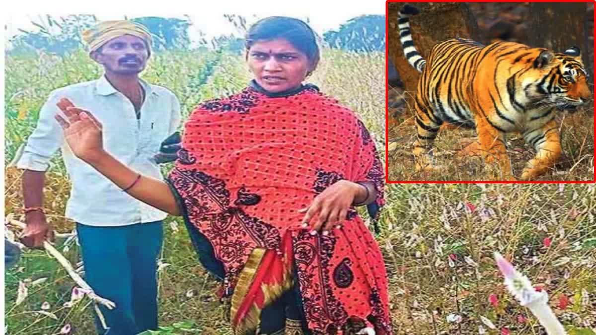 woman_fight_with_tiger_for_her_husband_in_telangana.