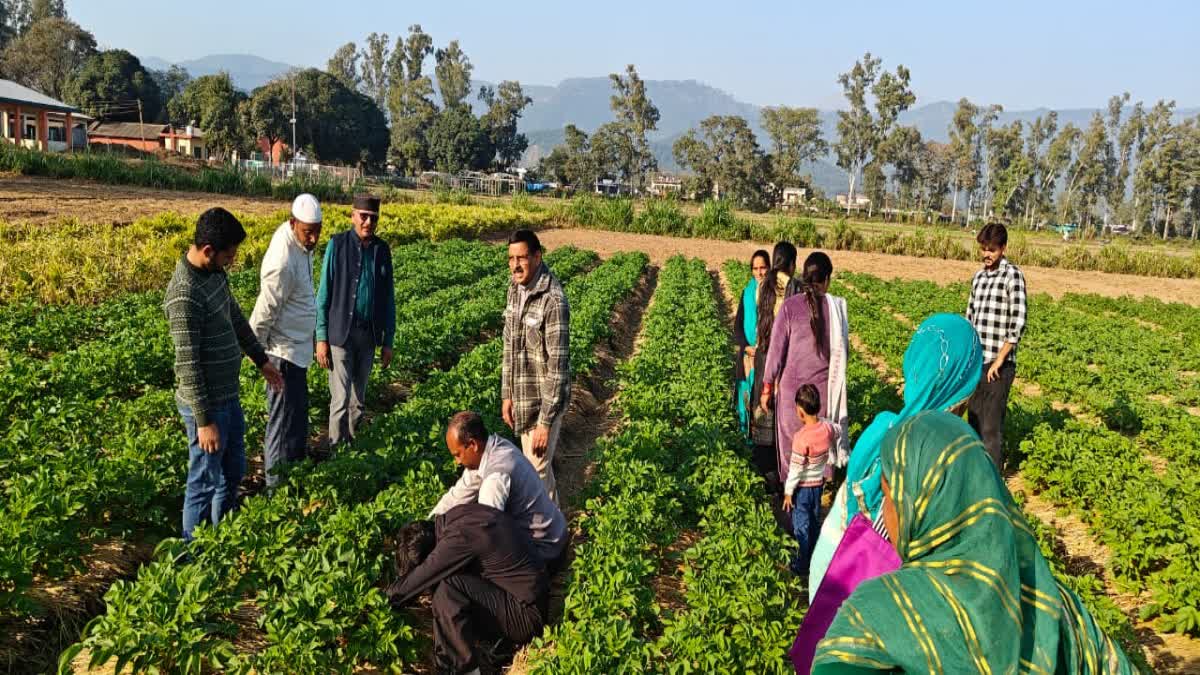 कृषि विश्वविद्यालय पालमपुर ने किसानों के लिए जारी की एडवाइजरी