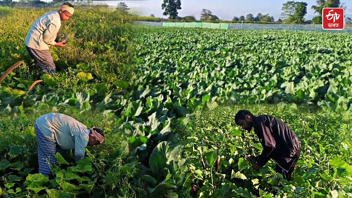 rabi crops cultivation