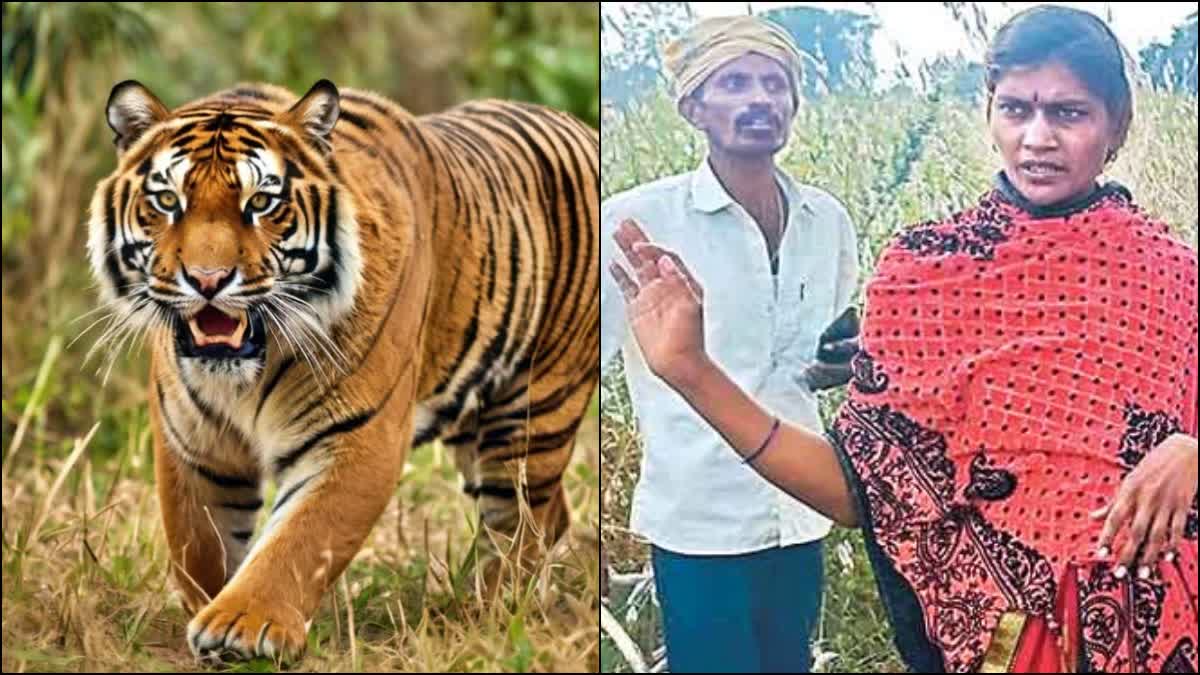 Telangana Brave Woman Wrestles With Tiger To Save Husband In Sirpur