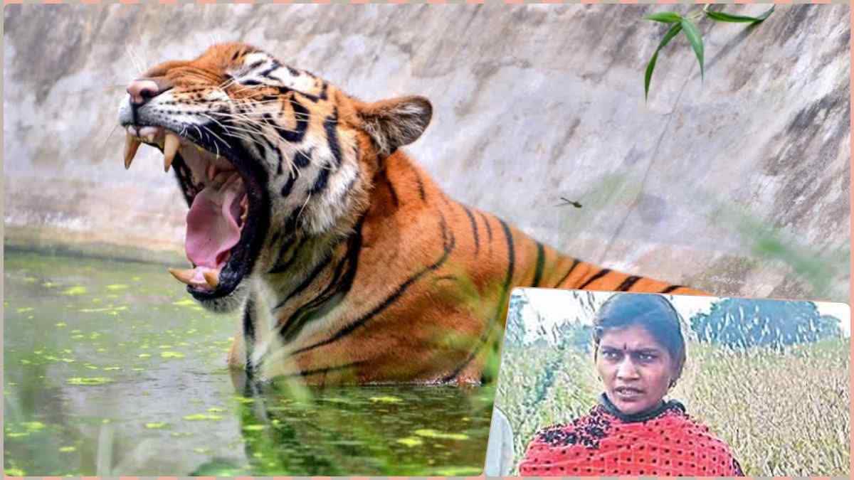 തെലങ്കാനയിൽ കടുവ ആക്രമണം  TIGER ATTACK TELENGANA  കടുവ ആക്രമണം  COUPLE FACES TIGER ATTACK TELANGANA