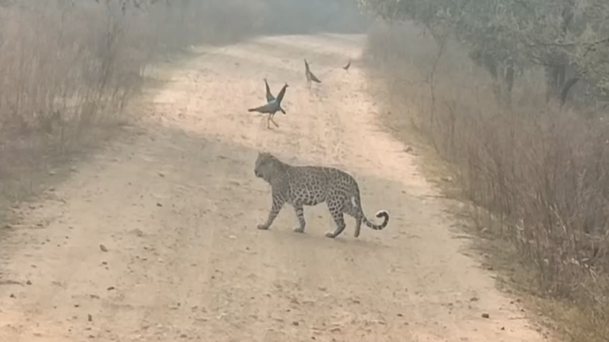 Panther Movement in Alwar