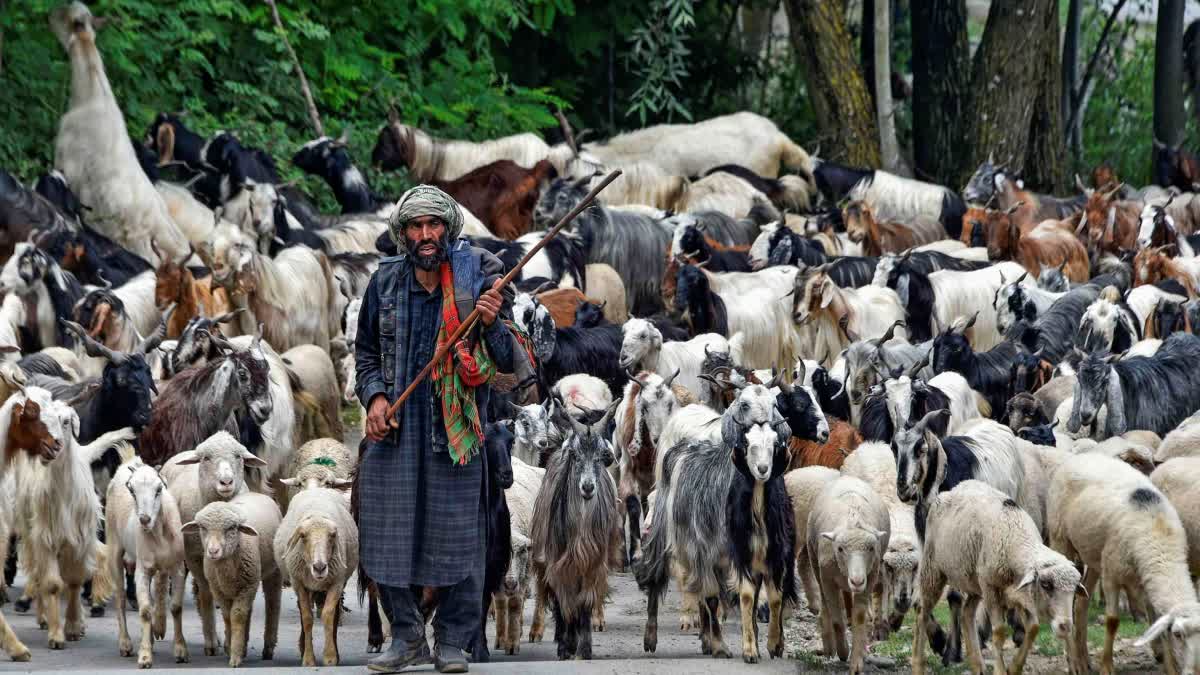 कश्मीर में जानवारों को जंगल ले जाता शख्स