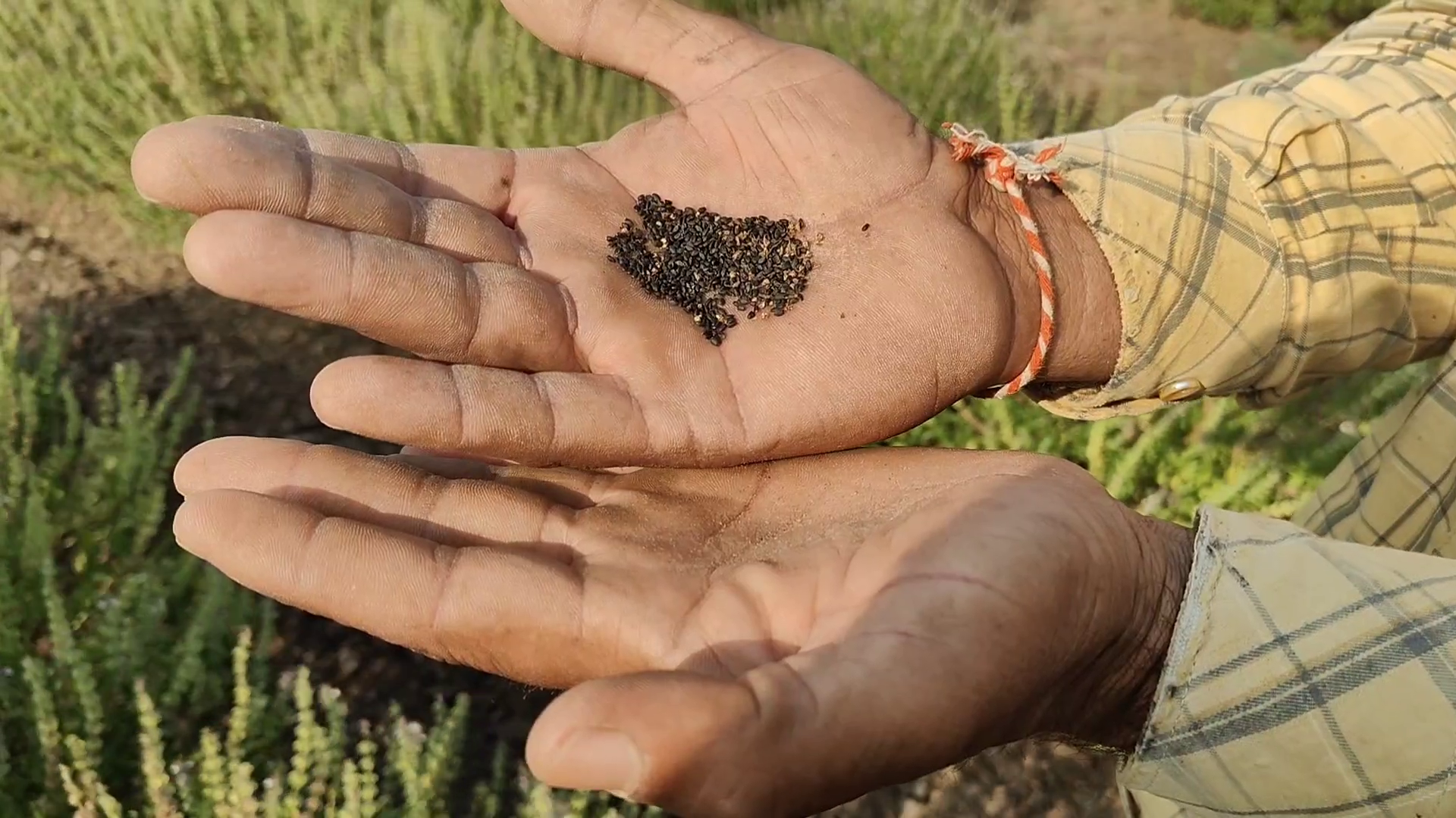 સાડા 4 વીઘામાં કરી તકમરીયાની ખેતી