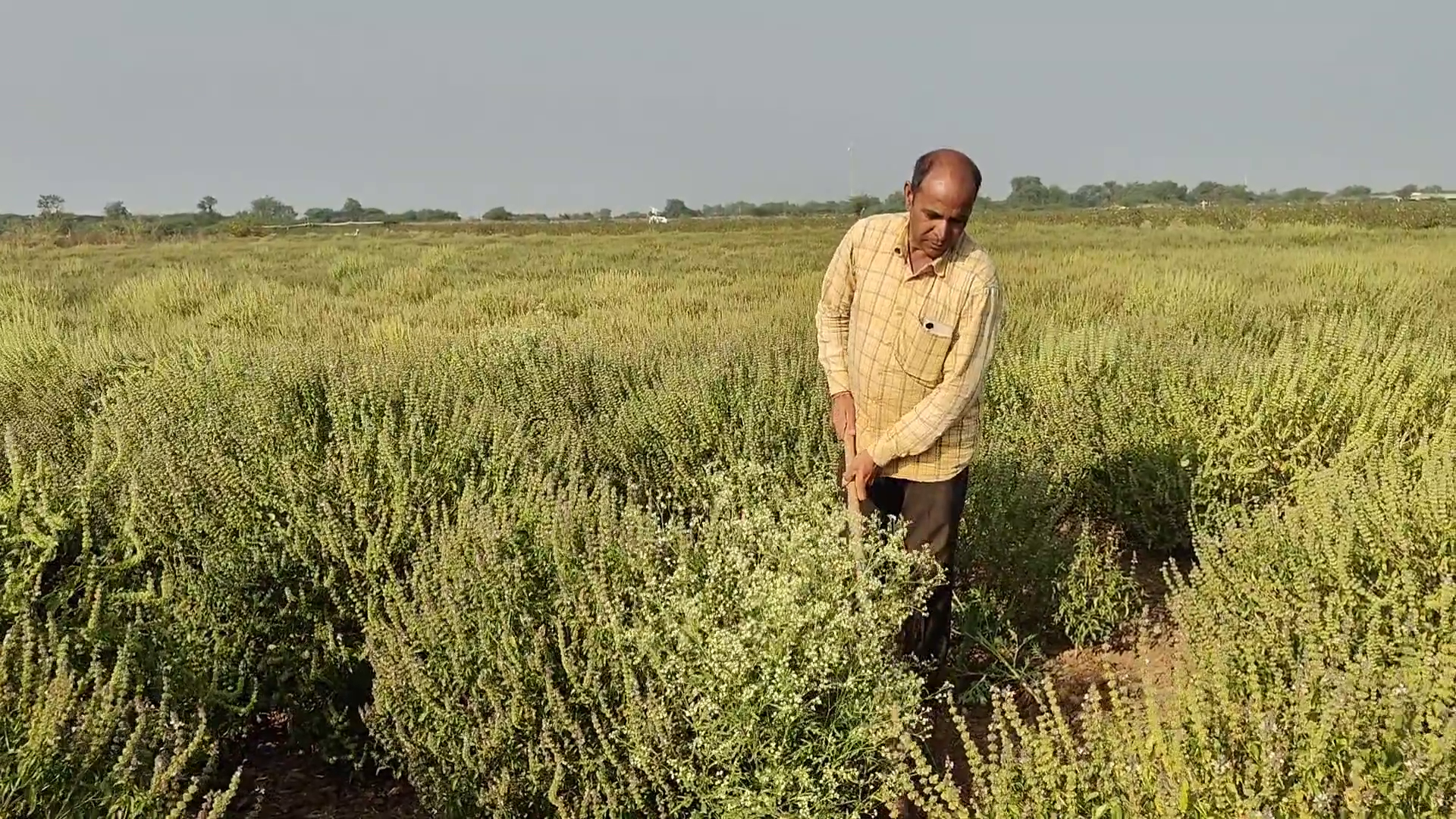 લાપાળીયા ગામના પ્રગતિશીલ ખેડૂત પંકજભાઈ