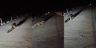 CROCODILE WALK ON BRIDGE