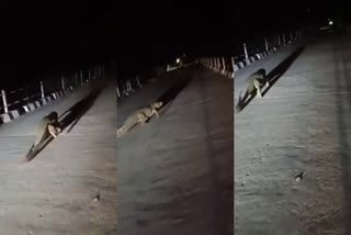 CROCODILE WALK ON BRIDGE