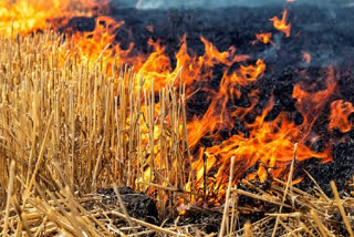 ICAR Findigs Show 34% Decline In Stubble Burning In 2024; Expert Claims Punjab Data Inflated