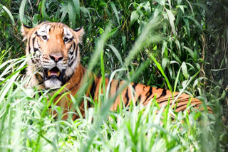 madhav-national-park-in-madhya-pradesh-designated-as-8th-tiger-reserve