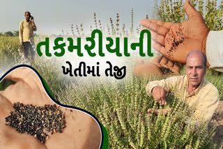 અમરેલીના ખેડૂતે કરી તકમરીયાની ખેતી