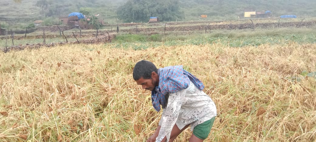 ನೆಲಕಚ್ಚಿದ ರಾಗಿ