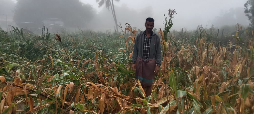 ಮಳೆಯಿಂದ ತೊಗರಿ ಬೆಳೆಗೆ ಹಾನಿ