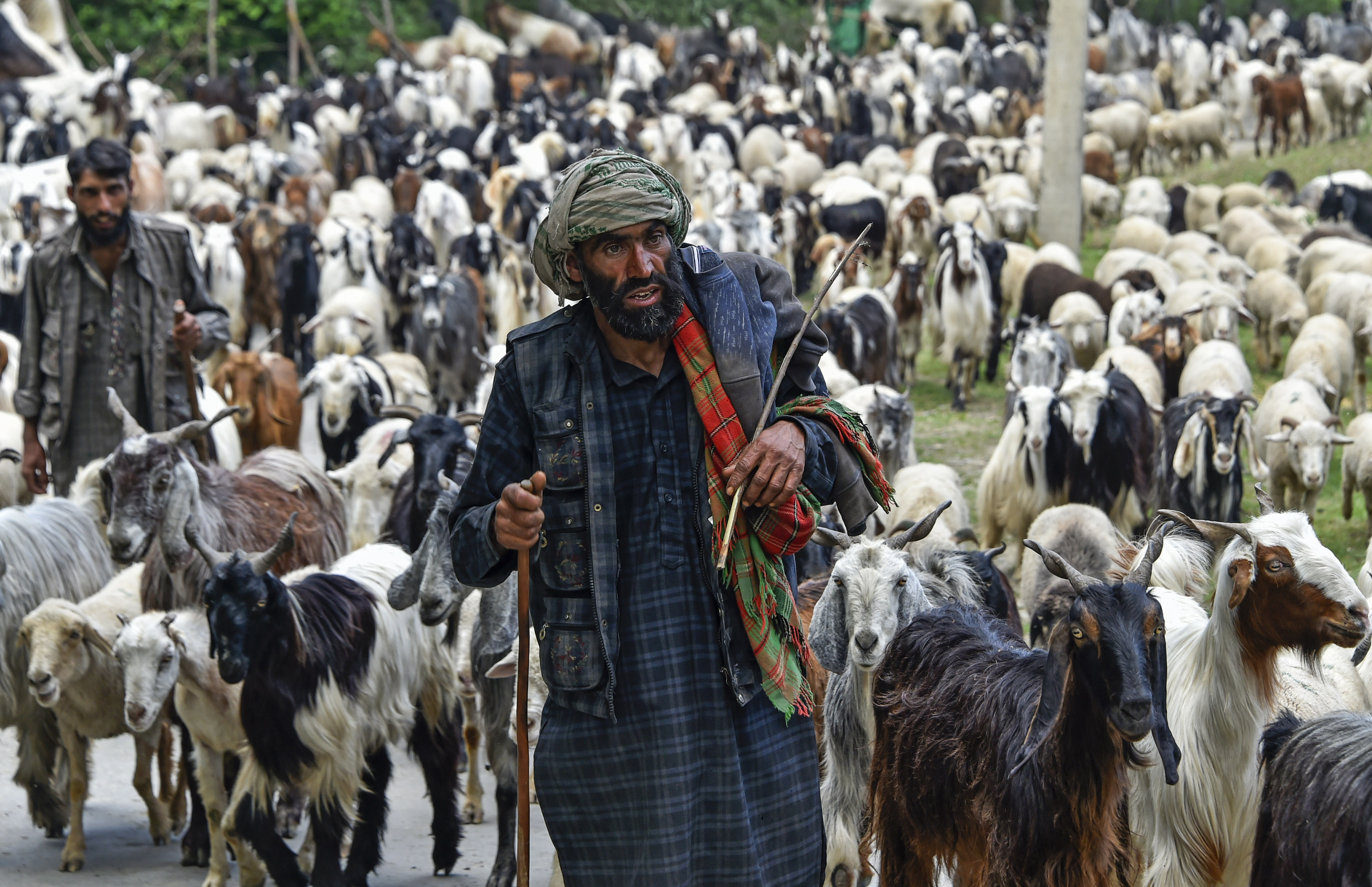 Climate Change, Poverty Push J&K’s Pastoralists To Brink Of Survival