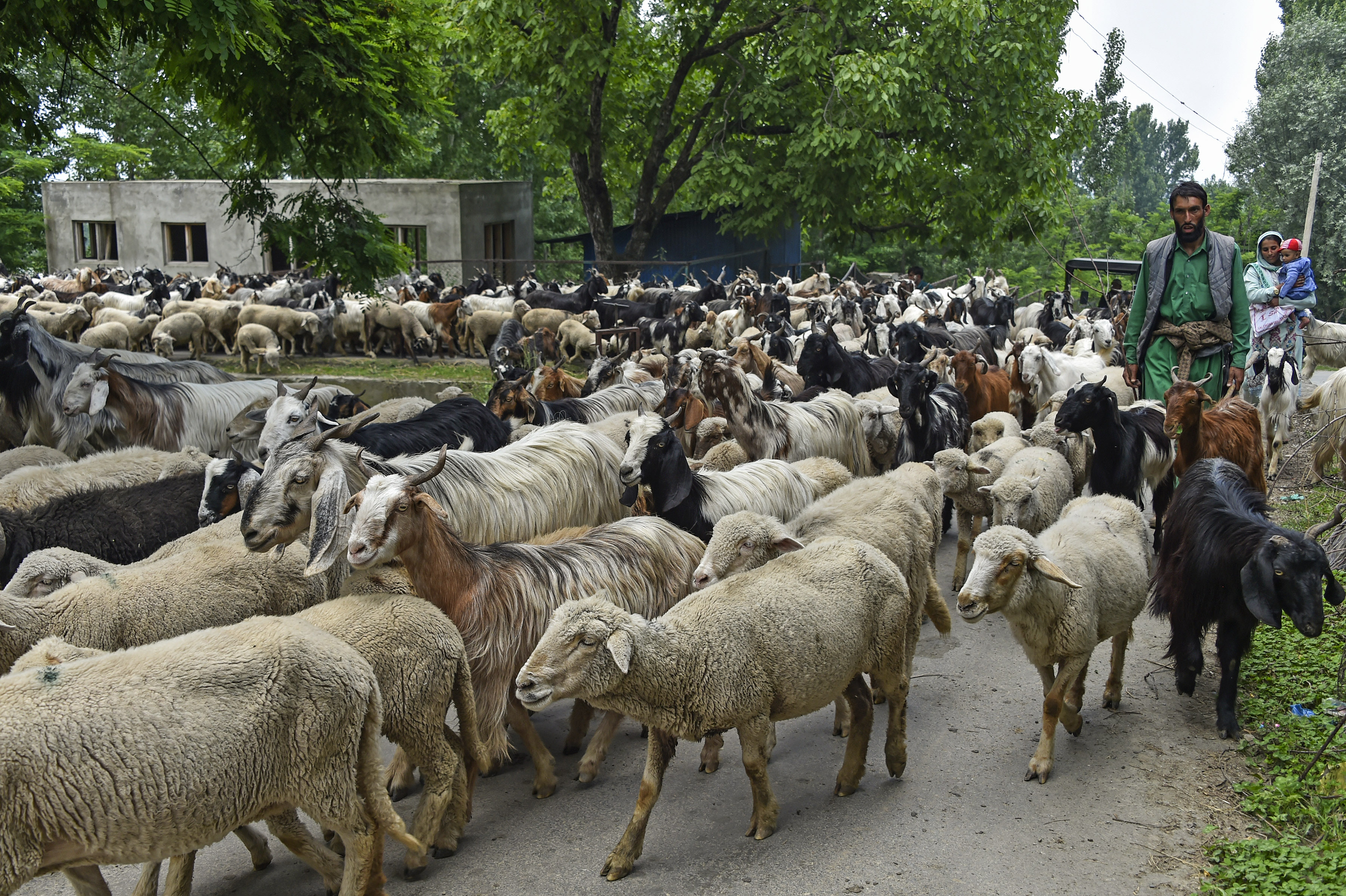 कश्मीर में जानवारों को जंगल ले जाता शख्स