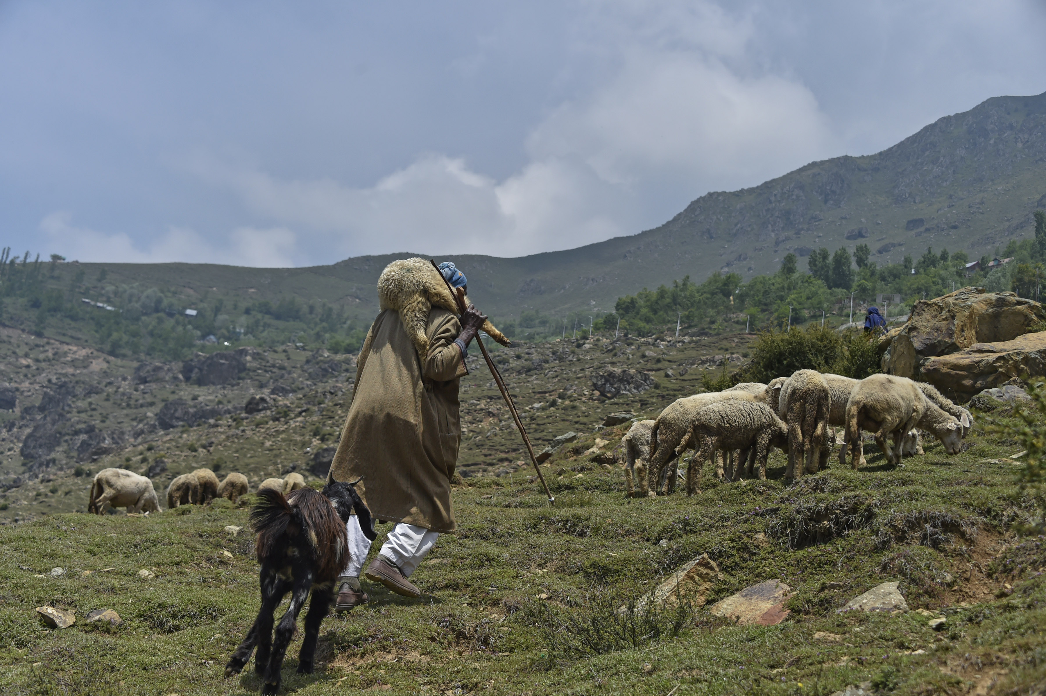 Climate Change, Poverty Push J&K’s Pastoralists To Brink Of Survival