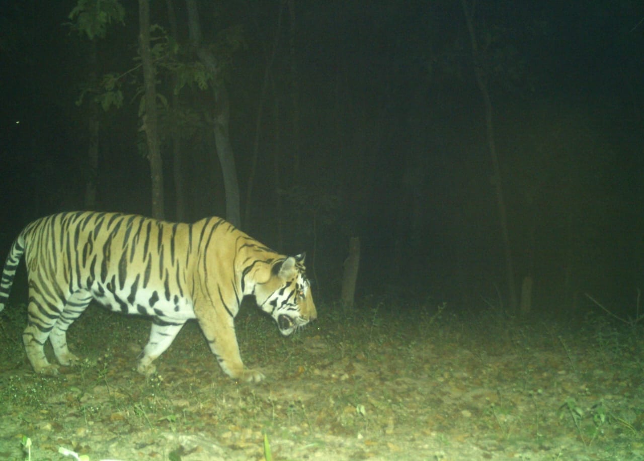 tigeress reached madhya pradesh to chhattisgarh