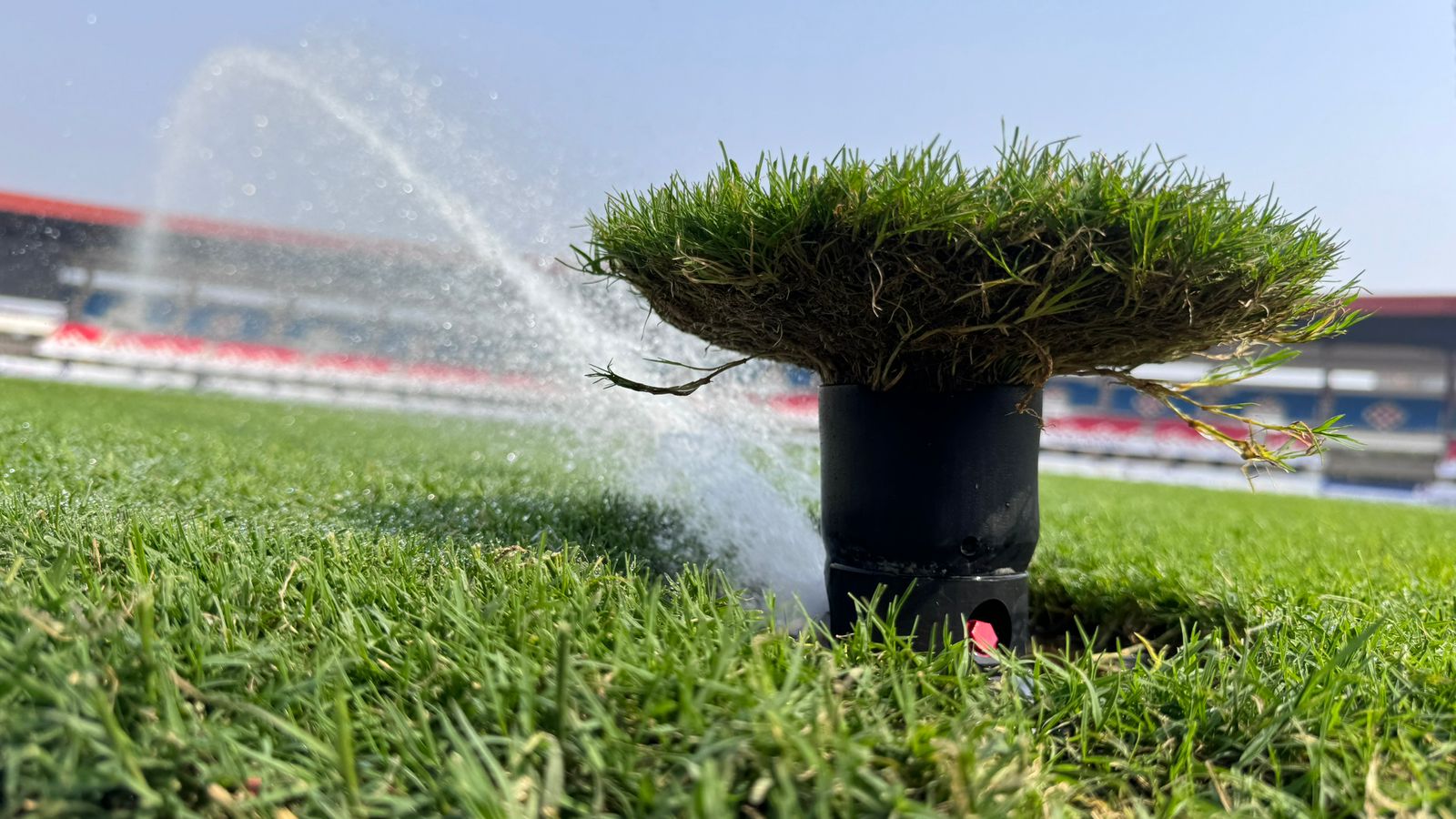 European Winter Grass