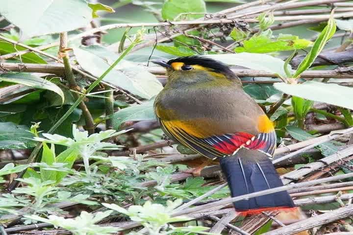 A bird that got its name from a Tribe of Arunachal Pradesh