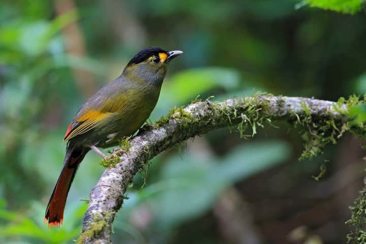 Arunachal Pradesh Bugun Tribe To protect rare bird of  Liocichla Bugun