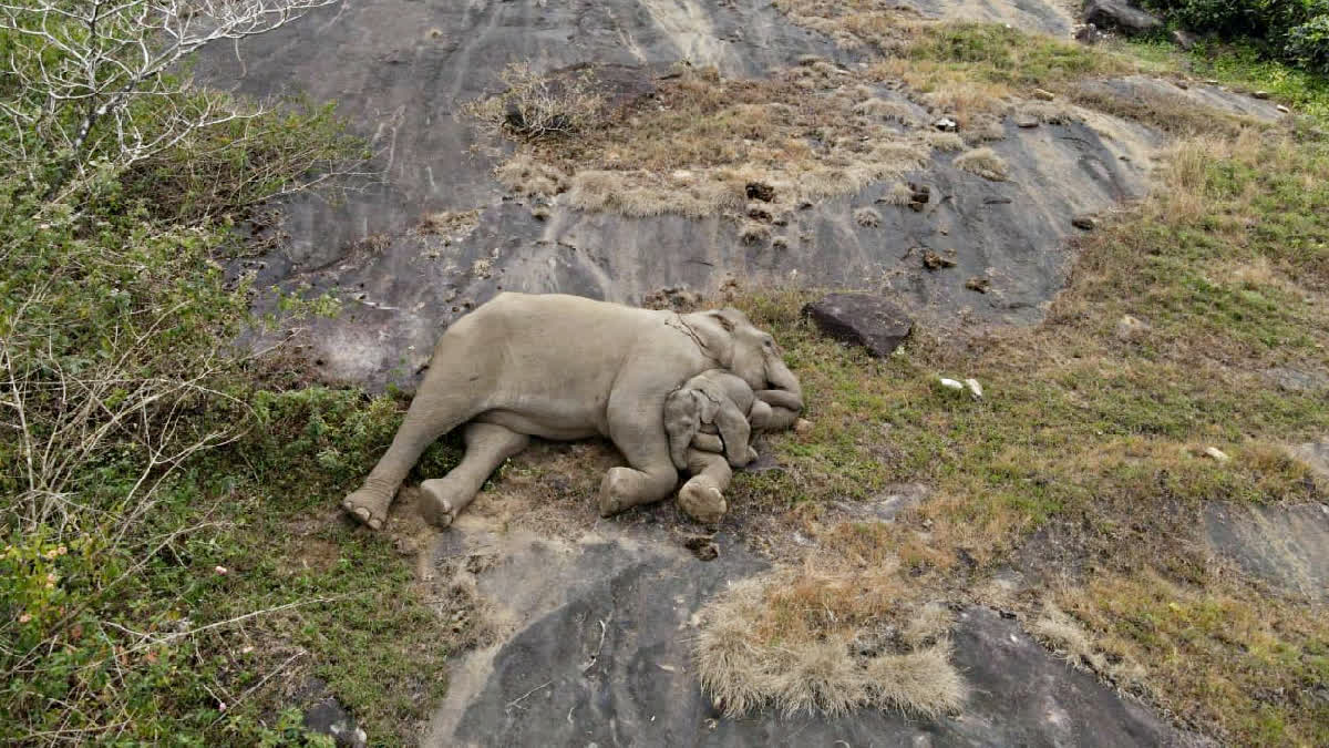 Baby Elephant Photo