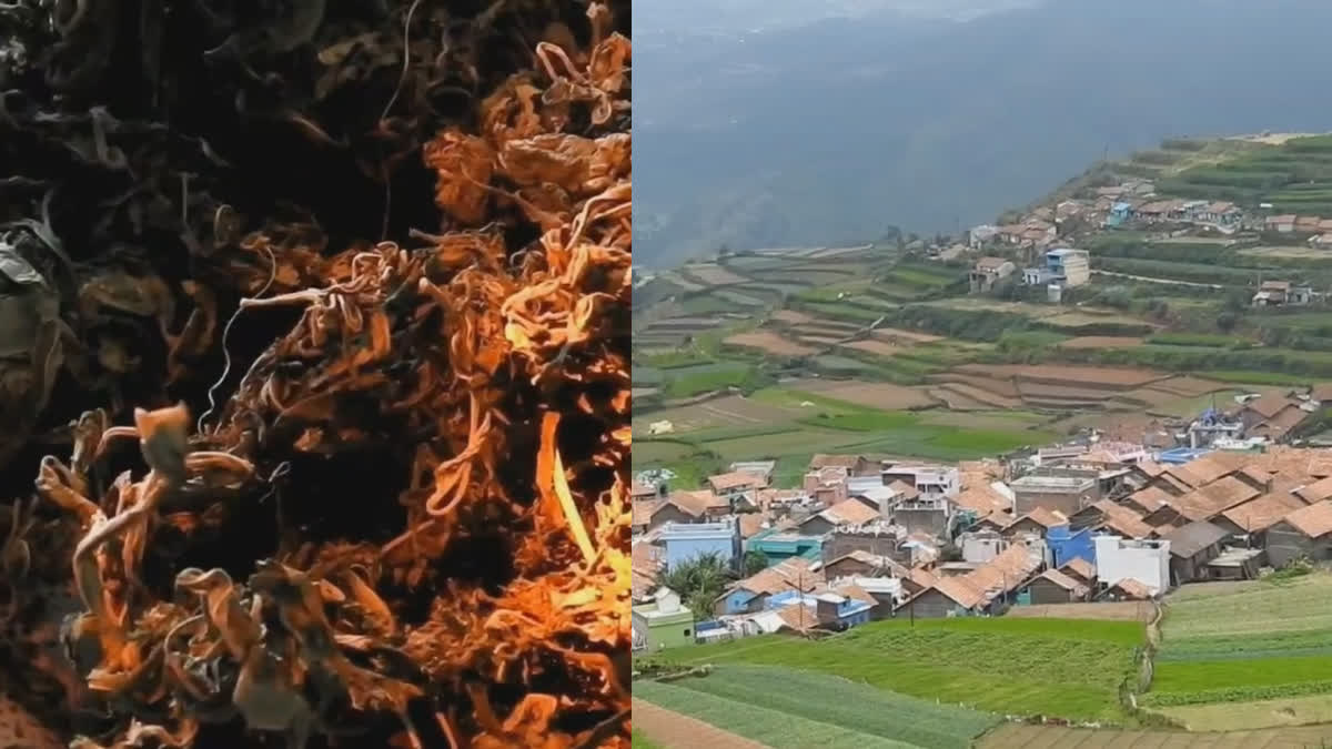 கொடைக்கானலை ஸ்தம்பிக்க வைக்கும் போதை காளானின் மோகம்... காவல்துறையின் நடவடிக்கை என்ன?, social-activists-expect-severe-action-on-kodaikanal-magic-mushrooms-issue