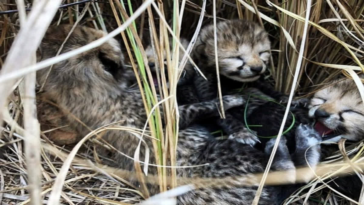 Three cubs born to Namibian cheetah Aasha in MP's Kuno National Park