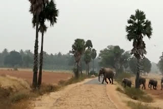 People are afraid of wild elephants entering the town near talavadi
