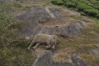 Tamil Nadu: Rescue act comes to aid of mom elephant; video goes viral