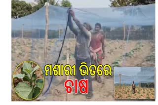 ପୋକ କରୁଥିଲେ ସବୁ ସର୍ବନାଶ, ମଶାରୀ ଭିତରେ ହେଉଛି ଚାଷ