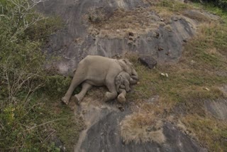 elephant rescue operation