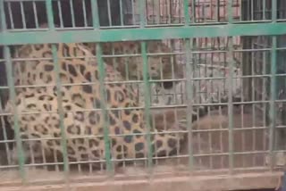 leopard rescue operation