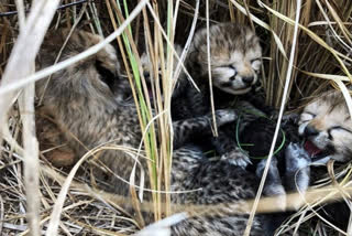 Three cubs born to Namibian cheetah Aasha in MP's Kuno National Park