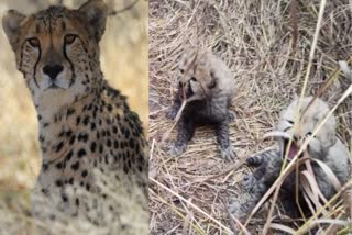 Cheetah Cubs Born In Kuno National Park