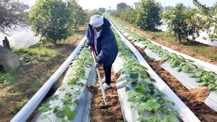 charkhi-dadri-farmer-pawan-is-earning-lakhs-of-rupees-per-acre-by-doing-gardening-and-organic-farming-haryana