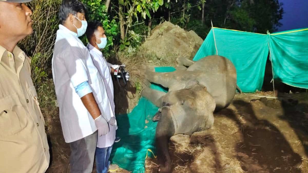 Elephant Found Dead