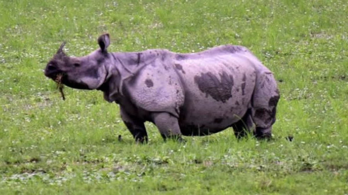 Delhi Zoo  One Horned Rhino Dharmendra  Unnatural Circumstances  Indian Veterinary Institute