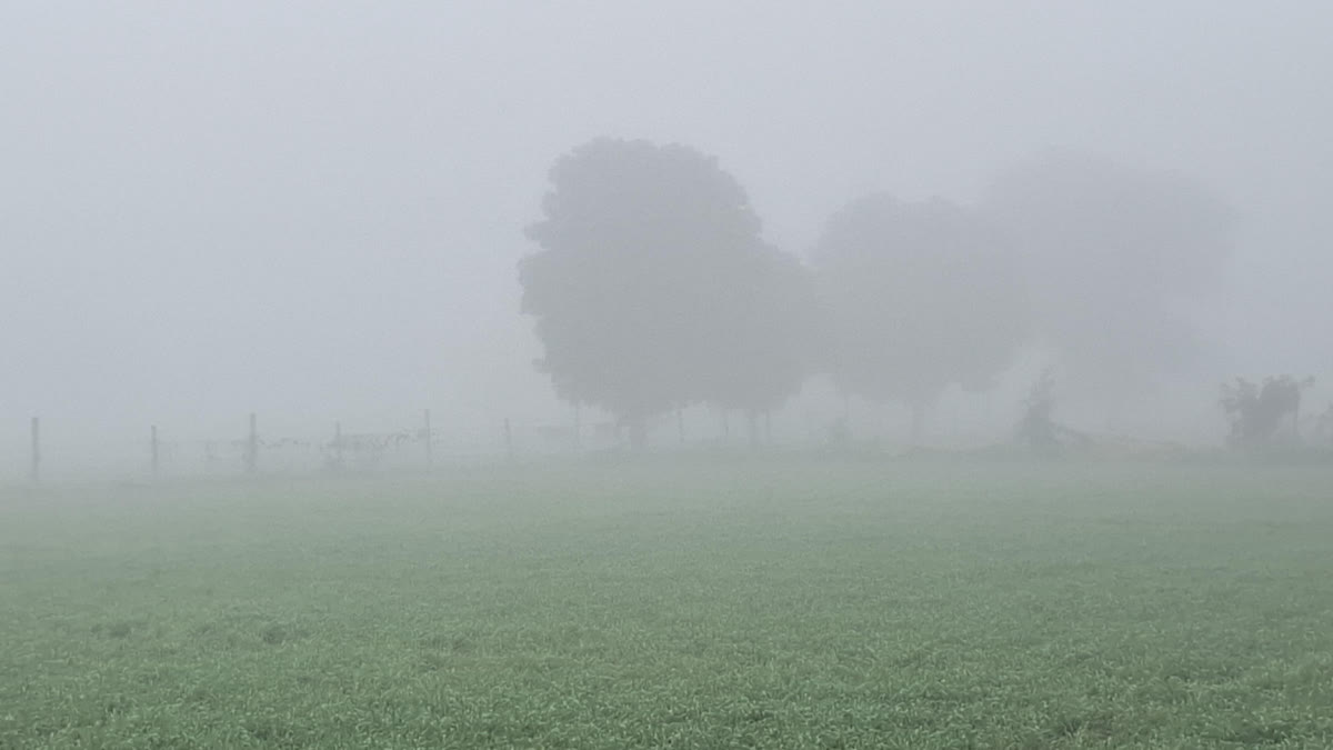 Frost in Crops Due to Cold Wave