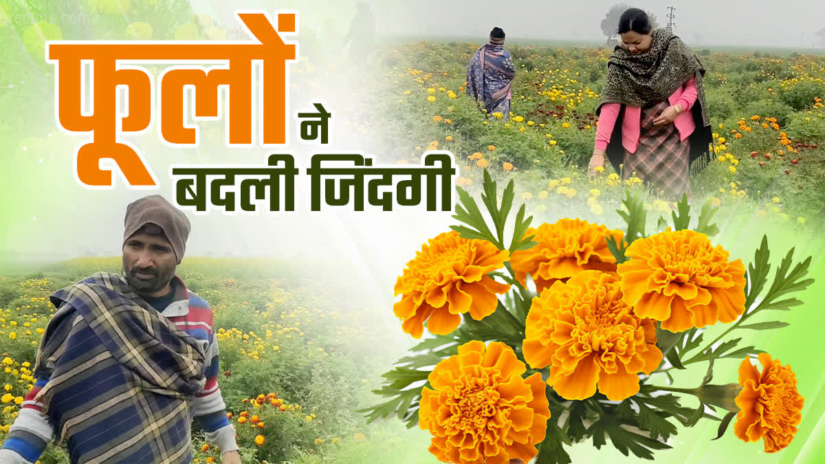 Marigold cultivation in Karnal