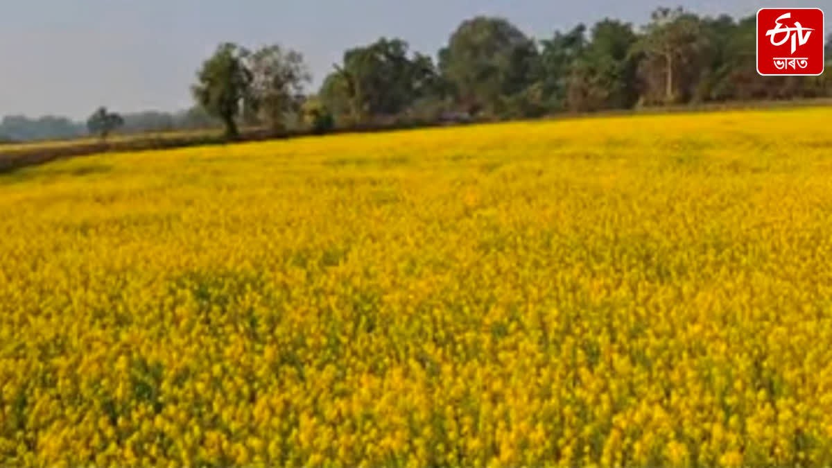 Mustard cultivation has brought hope to farmers in Morigaon