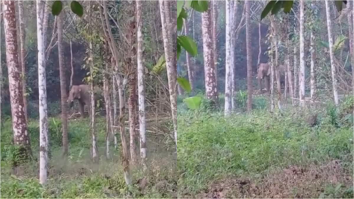 VETTTILAPPARA WILD ELEPHANT  WILD ELEPHANT ATTACKS IN KERALA  കാട്ടാന ആക്രമണം തൃശൂര്‍  കാട്ടാന ആക്രമണം നിലമ്പൂര്‍