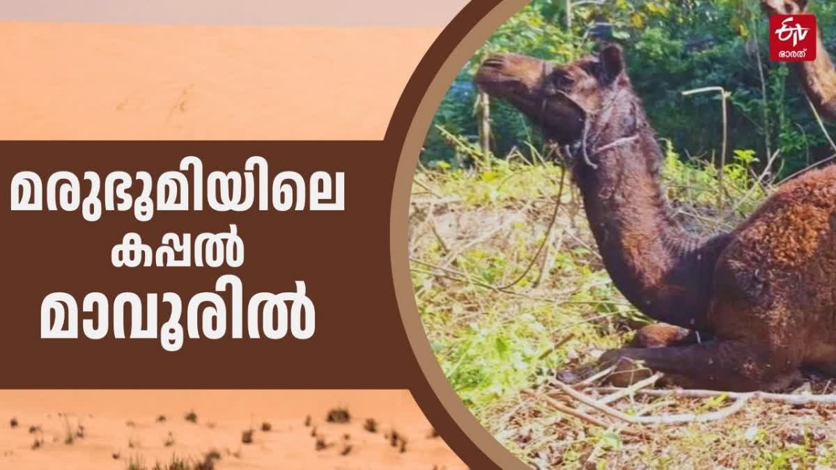 ഒട്ടക ഫാം മാവൂര്‍  മാവൂർ പനങ്ങോട് അനസ് ഒട്ടക ഫാം  CAMEL FARM IN KERALA  MAVOOR CAMEL FARM BY EXPATRIATE