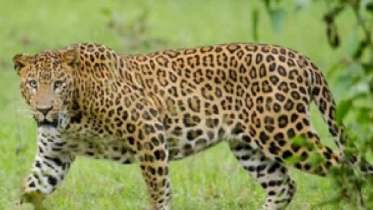 Leopard Dies After Colliding With Bike In Moradabad Rider Injured