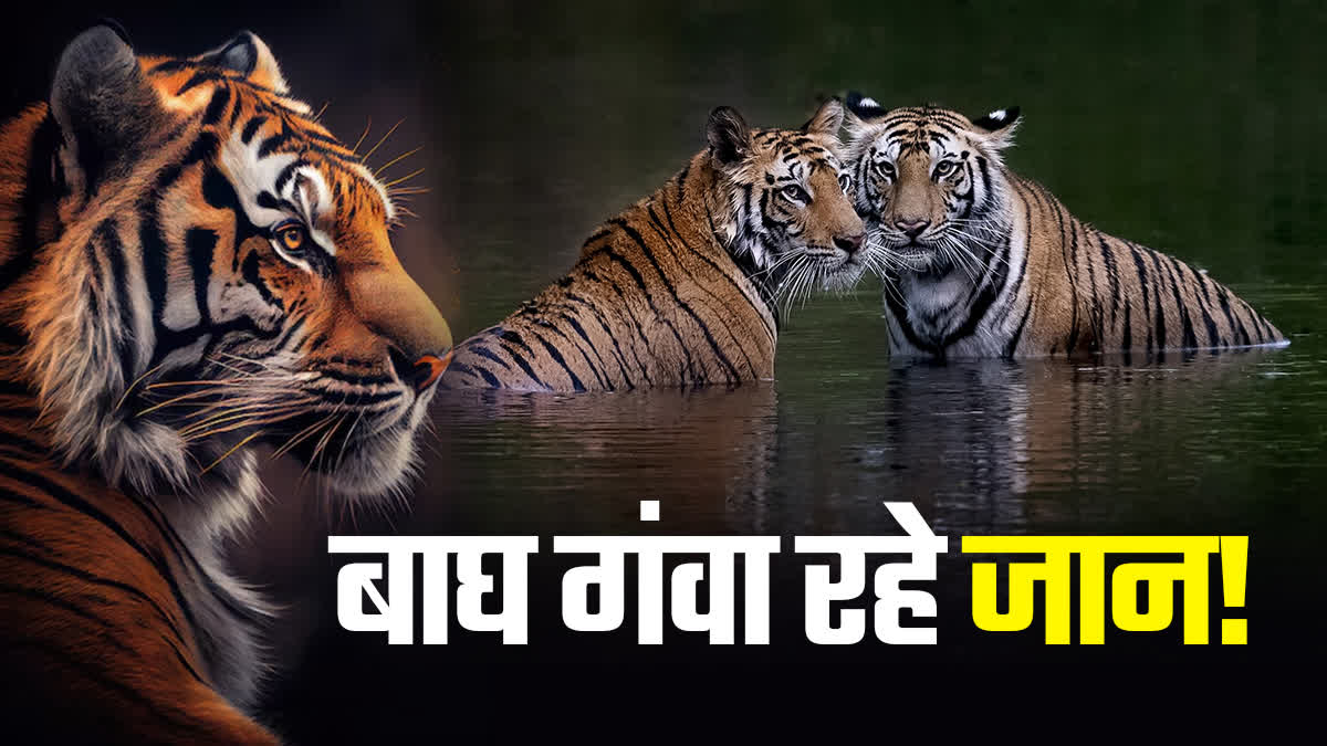 TIGERS DEATH REPORT UTTARAKHAND