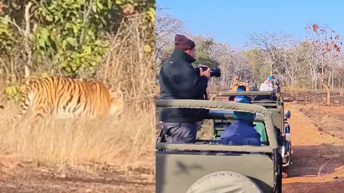 PANNA TIGER ATTACK DOGS VIDEO