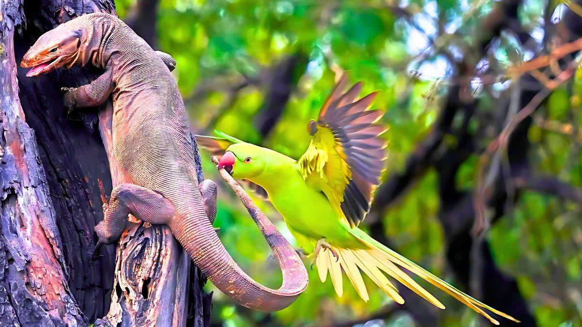 Heera Punjabi's award-winning photo of a Parakeet and Monitor Lizard has earned worldwide acclaim, giving Keoladeo National Park international recognition for its biodiversity.