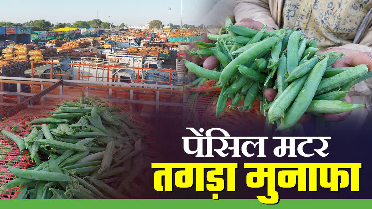 JABALPUR PENCIL PEAS FOREIGN DEMAND