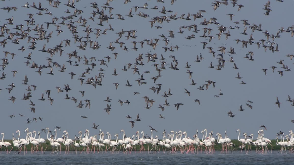 Chilika Bird Festival