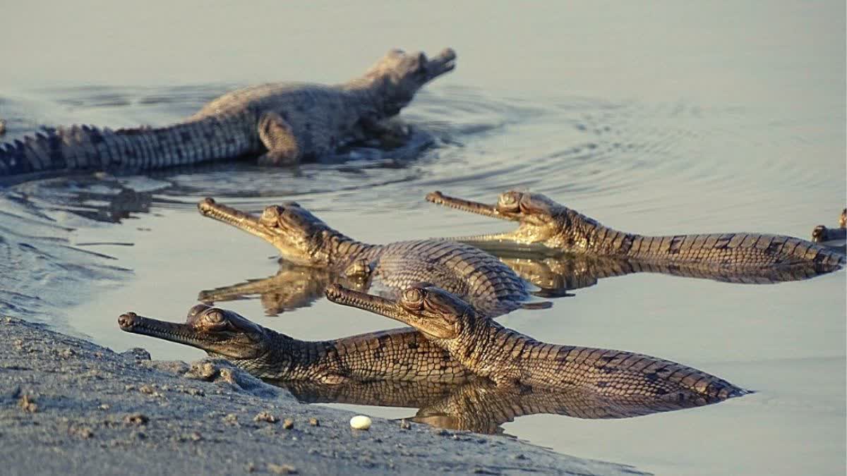 MORENA NATIONAL CHAMBAL SANCTUARY