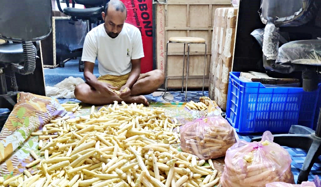 baby corn farming